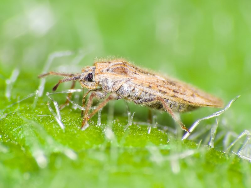 Tingis (Neolasiotropis) pilosa (Hummel, 1825)